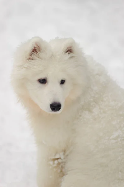 若い子犬は雪を背景に空を同化し — ストック写真