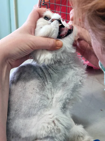 Perská Kočka Vyšetřena Veterinárním Lékařem Zblízka — Stock fotografie