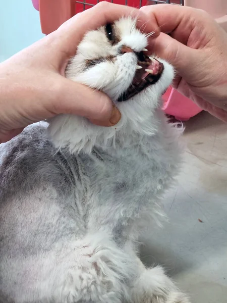 Gato Persa Examinado Por Veterinario Cerca —  Fotos de Stock