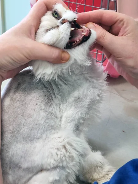 Gato Persa Examinado Por Veterinário Perto — Fotografia de Stock