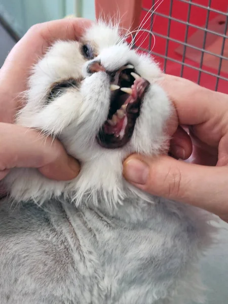 Gato Persa Examinado Por Veterinario Cerca —  Fotos de Stock