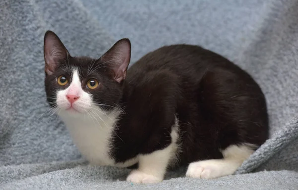 Preto Branco Bonito Jovem Gatinho Perto — Fotografia de Stock