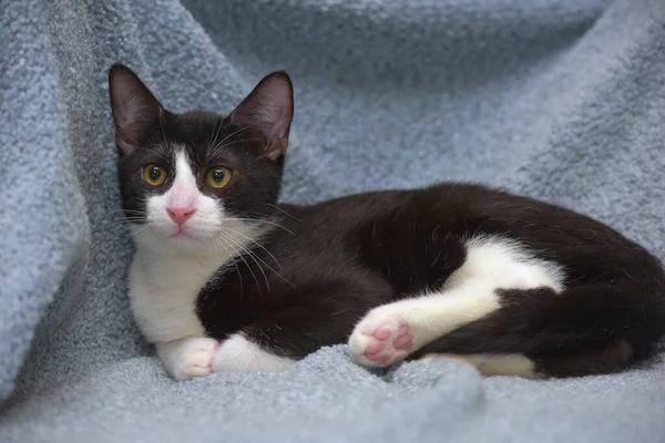 Preto Branco Bonito Jovem Gatinho Perto — Fotografia de Stock