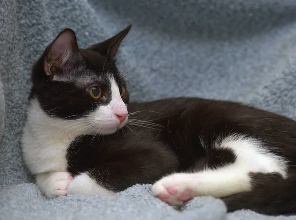 Black White Cute Young Kitten Close — Stock Photo, Image