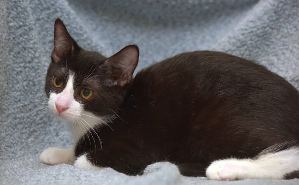 Black White Cute Young Kitten Close — Stock Photo, Image