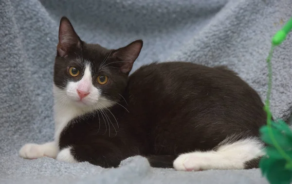 Black White Cute Young Kitten Close — Stock Photo, Image