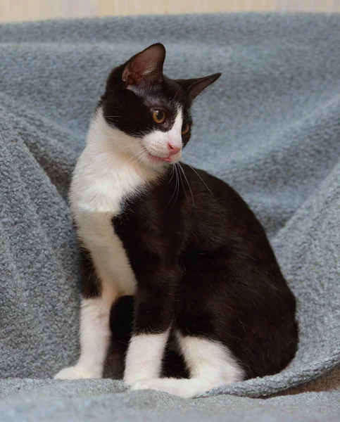 Preto Branco Bonito Jovem Gatinho Perto — Fotografia de Stock