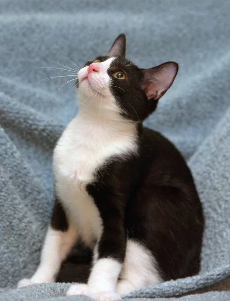 Preto Branco Bonito Jovem Gatinho Perto — Fotografia de Stock