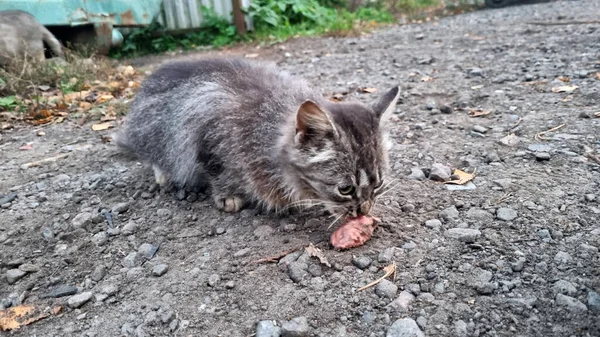 Evsiz Pofuduk Kedi Yavrusu Sokaklarda Yalnız — Stok fotoğraf