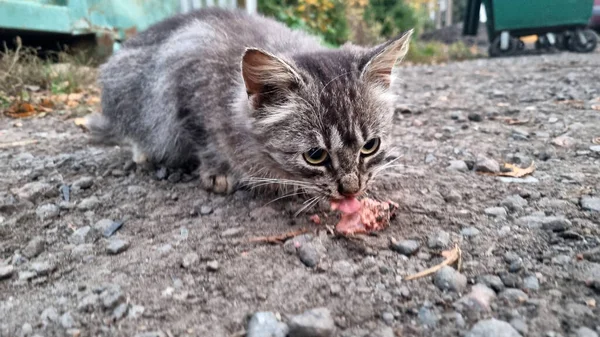 Evsiz Pofuduk Kedi Yavrusu Sokaklarda Yalnız — Stok fotoğraf