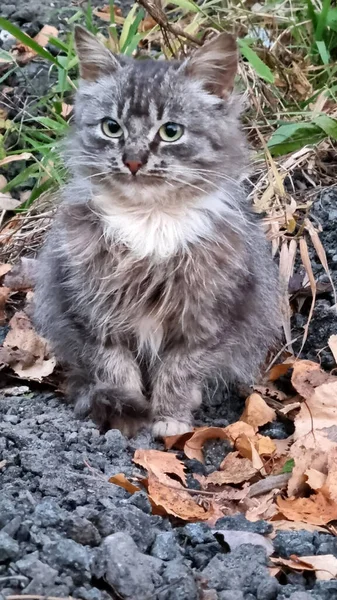 ホームレスのふわふわ子猫だけが路上にいて — ストック写真