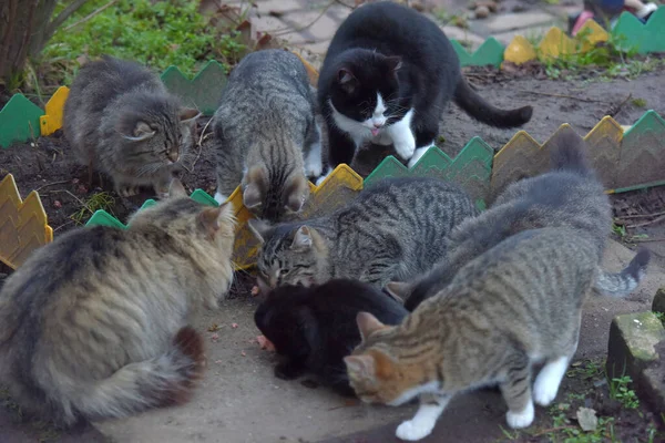 Abandonados Gatos Vadios Comendo Fora Perto — Fotografia de Stock
