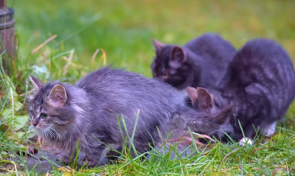 Gatos Callejeros Abandonados Comiendo Afuera Cerca —  Fotos de Stock