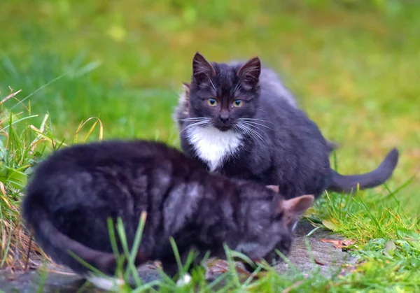 Elhagyott Kóbor Macskák Eszik Kívül Közelről — Stock Fotó