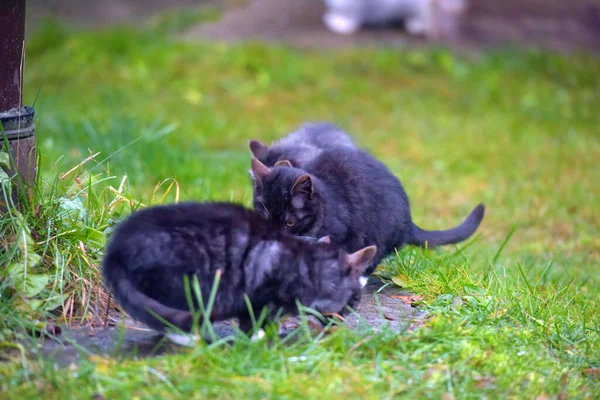 Gatos Callejeros Abandonados Comiendo Afuera Cerca —  Fotos de Stock