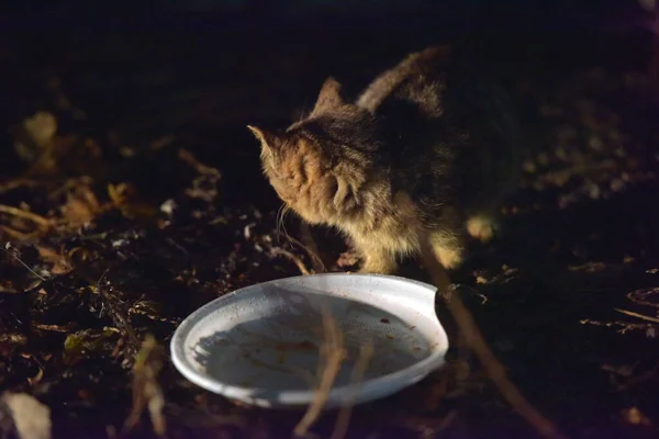 Obdachlose Kätzchen Auf Der Straße Aus Nächster Nähe — Stockfoto