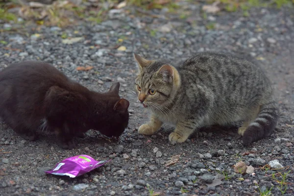 Övergivna Hemlösa Kattungar Gatan Närbild — Stockfoto