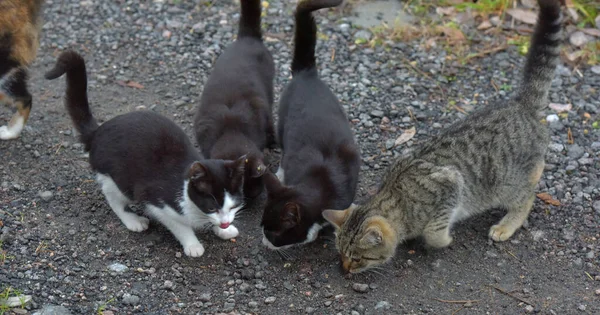 Obdachlose Kätzchen Auf Der Straße Aus Nächster Nähe — Stockfoto