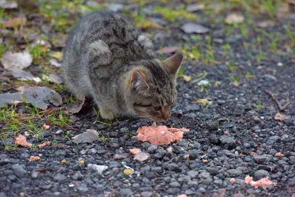 Chatons Sans Abri Abandonnés Dans Rue Gros Plan — Photo