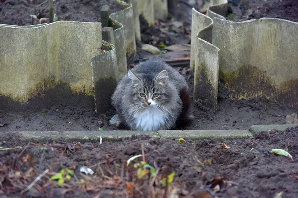 Obdachlose Kätzchen Auf Der Straße Aus Nächster Nähe — Stockfoto