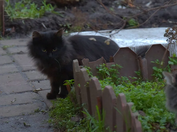 Abandonados Sem Teto Gatinhos Rua Perto — Fotografia de Stock