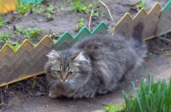 กแมวไร านท งไว บนถนนใกล — ภาพถ่ายสต็อก