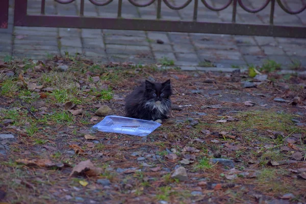 Gatitos Sin Hogar Abandonados Calle Cerca —  Fotos de Stock