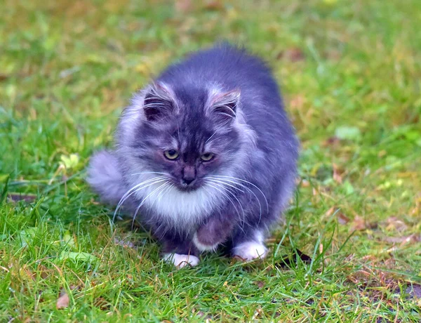 Chatons Sans Abri Abandonnés Dans Rue Gros Plan — Photo