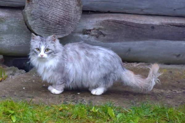 Sokakta Terk Edilmiş Kedi Yavruları Kapatın — Stok fotoğraf