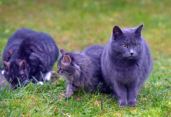 Chatons Sans Abri Abandonnés Dans Rue Gros Plan — Photo