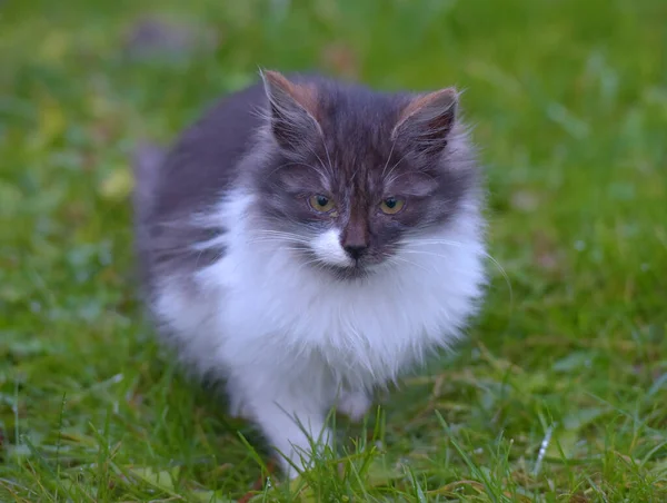 Chatons Sans Abri Abandonnés Dans Rue Gros Plan — Photo