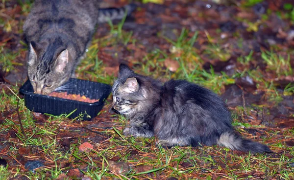 Obdachlose Kätzchen Auf Der Straße Aus Nächster Nähe — Stockfoto