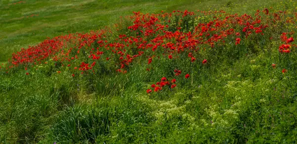 Rote Mohnblumen Frühling Mai Auf Einer Grünen Wiese — Stockfoto