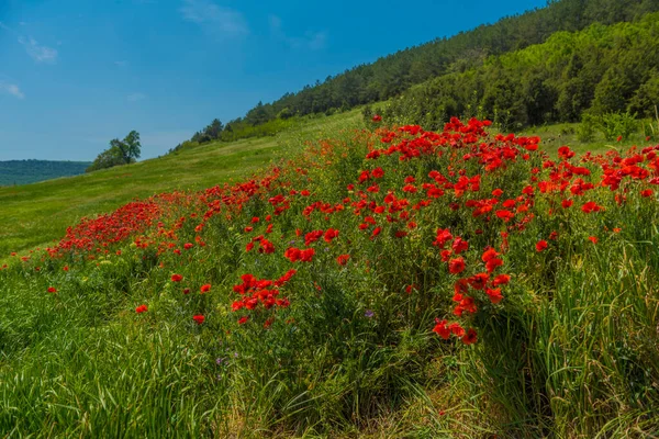 Coquelicots Rouges Printemps Mai Dans Champ Vert — Photo