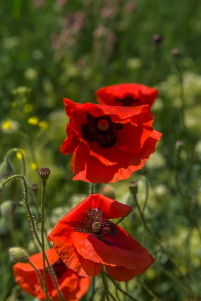 Röda Vallmo Våren Maj Ett Grönt Fält — Stockfoto