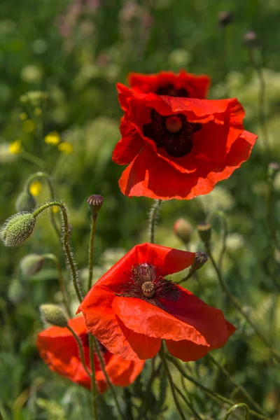 Röda Vallmo Våren Maj Ett Grönt Fält — Stockfoto