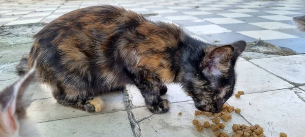 Hungry Stray Cats Kittens Eat Close — Stock Photo, Image