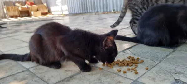 Éhes Kóbor Macskák Macskák Enni Kívül Közelről — Stock Fotó