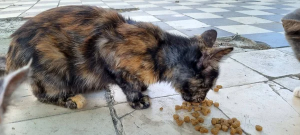 Hungry Stray Cats Kittens Eat Close — Stock Photo, Image