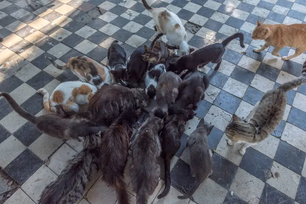 Gatos Vadios Famintos Gatinhos Comem Fora Perto — Fotografia de Stock