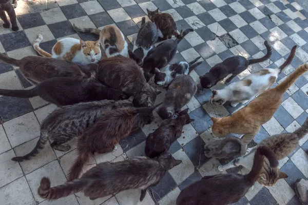 饥饿的流浪猫和猫在户外近餐 — 图库照片