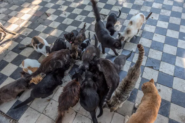 饥饿的流浪猫和猫在户外近餐 — 图库照片
