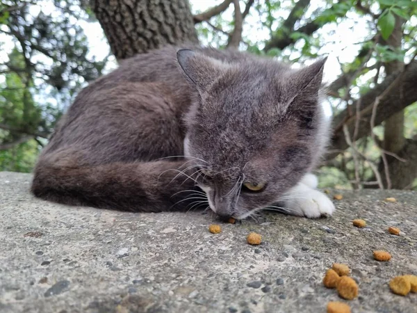 Streunende Katzen Fressen Sommer Freien Krim — Stockfoto