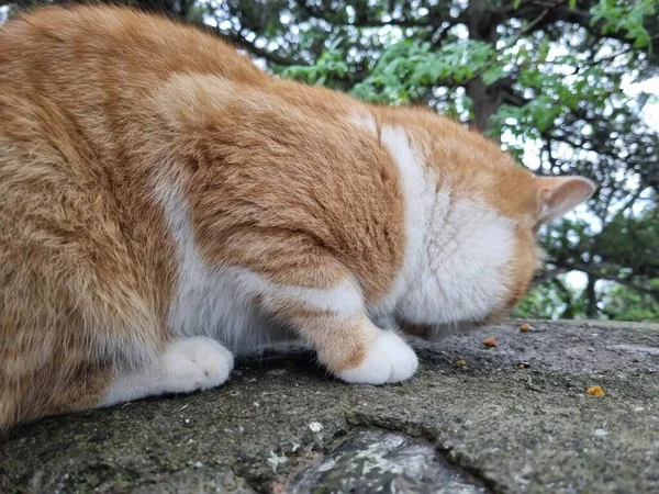 크리미아에서는 여름철에 고양이들 밖에서 먹는다 — 스톡 사진