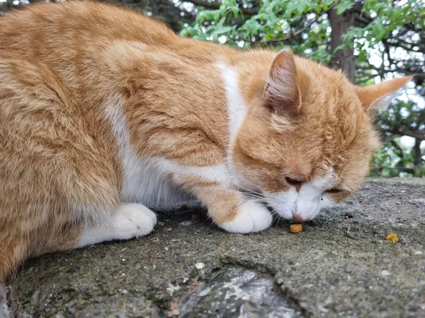 Бездомные Кошки Едят Открытом Воздухе Летом Крым — стоковое фото