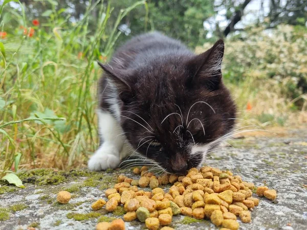 Streunende Katzen Fressen Sommer Freien Krim — Stockfoto