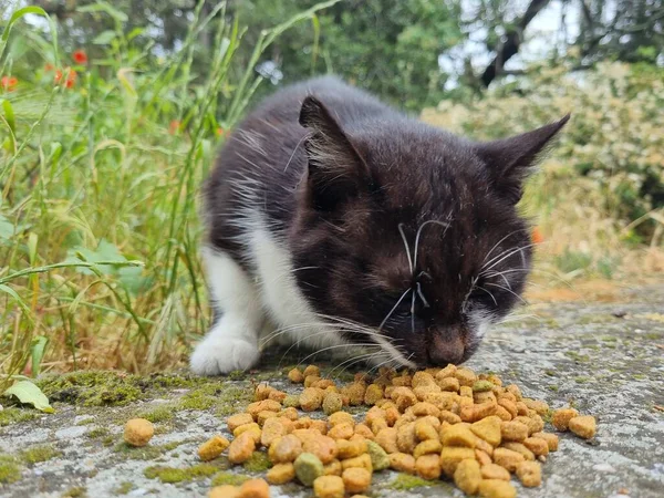 Gatos Vadios Comer Livre Verão Crimeia — Fotografia de Stock