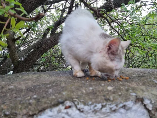Streunende Katzen Fressen Sommer Freien Krim — Stockfoto