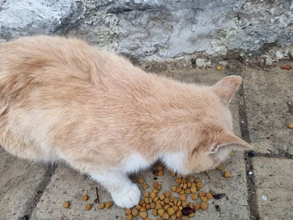 Gatos Vadios Comer Livre Verão Crimeia — Fotografia de Stock