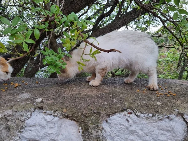 Streunende Katzen Fressen Sommer Freien Krim — Stockfoto